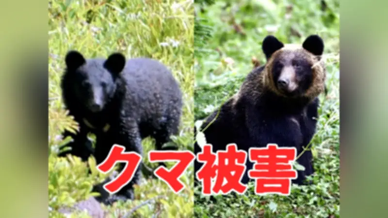 岩手の雪山でクマ襲撃、足かまれた男性とストックで撃退した女性の生還劇