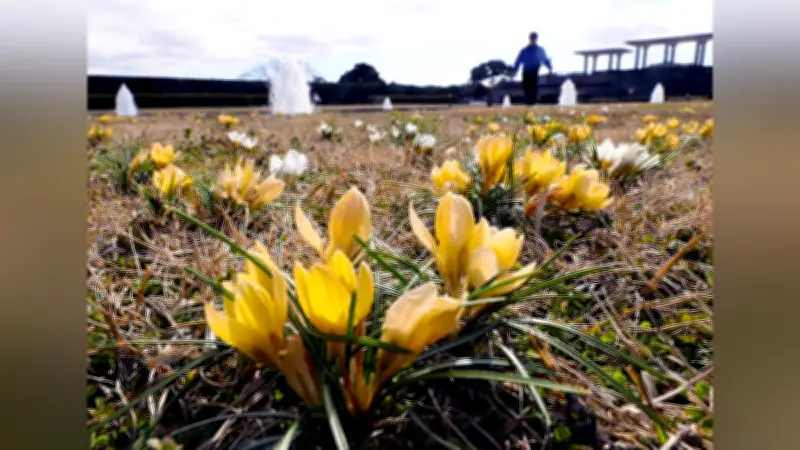 福岡・海の中道海浜公園でクロッカスが開花、春の訪れを告げる