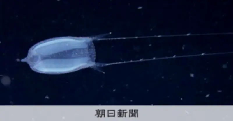 沖縄・久米島沖で新種クラゲ「カグツチクラゲ」発見 疑似餌で魚を誘引する驚異の生態