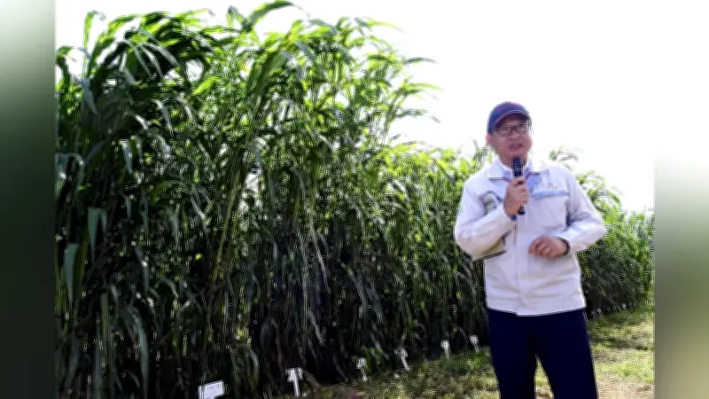 トヨタ、福島大熊町産ソルガムでバイオ燃料開発 スーパーフォーミュラで活用開始へ