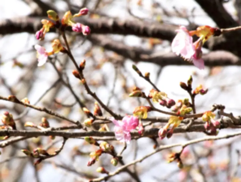 福島県の新たな観光戦略「ふくしま未来ツーリズム」が始動、地域活性化へ期待高まる
