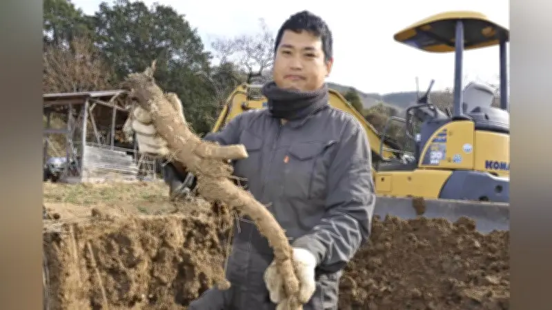 和歌山の「幻のごぼう」はたごんぼ復活 若き生産者が伝統を継承し地域の誇りに