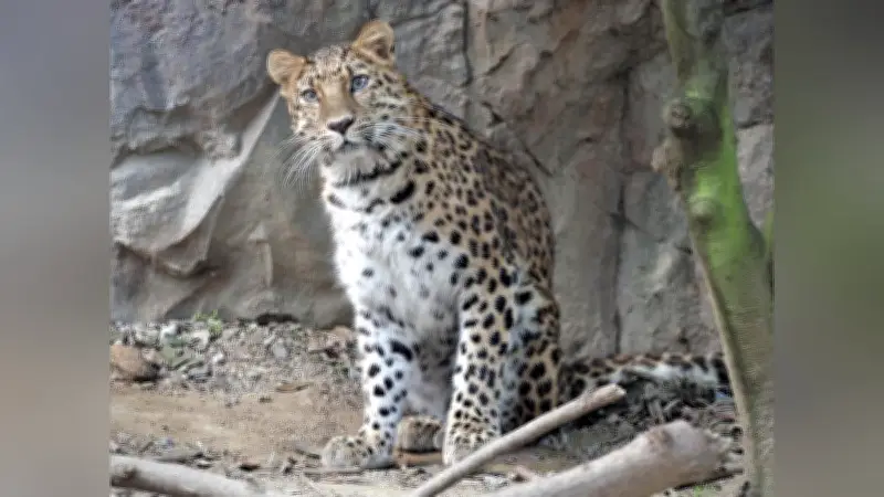 絶滅危惧種アムールヒョウ「ラム」が広島から愛媛へ移転 新天地で順応中