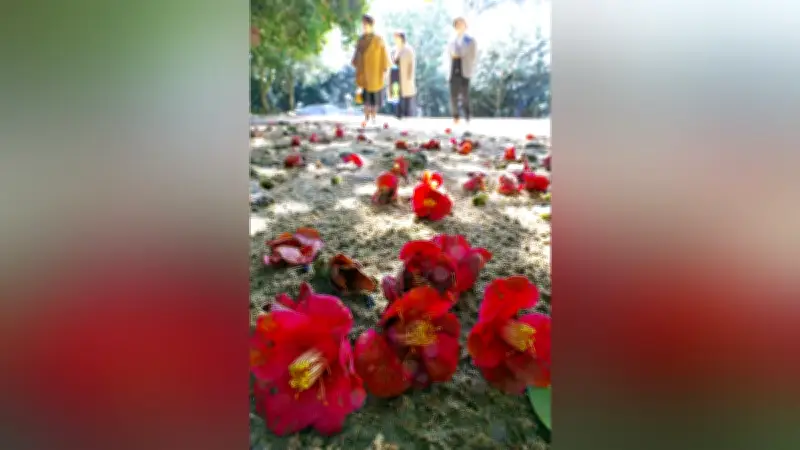 山口県萩市の天然記念物「椿群生林」で落ち椿シーズン、遊歩道が深紅に染まる