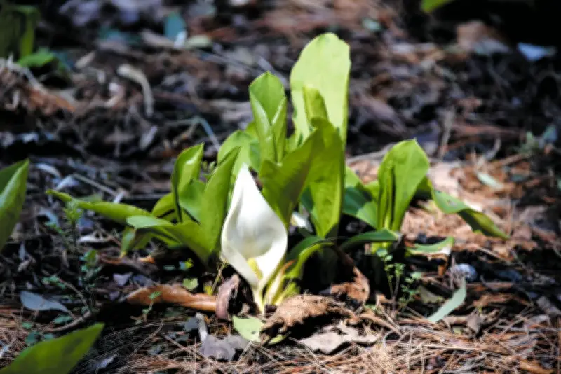群馬・太田の春の風物詩 金山の麓でミズバショウが可憐に開花