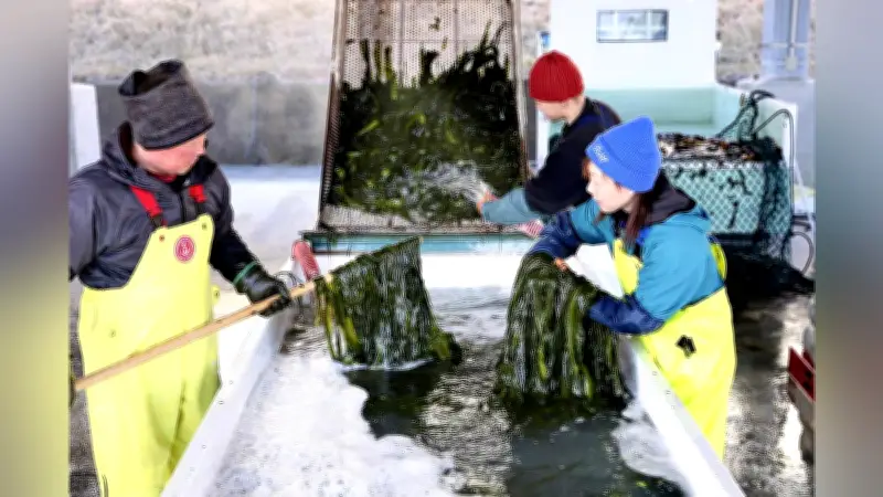 岩手県宮古市でワカメ水揚げ本格化、東日本大震災からの復興を象徴