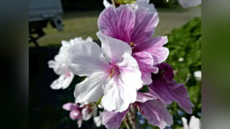 熊本城で新種の桜発見、紅白の花弁が特徴 市民投票で命名へ