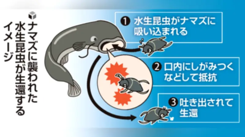 ナマズの口内で抵抗、小型昆虫の半数が生還 神戸大が生態解明