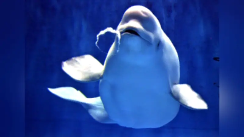 シロイルカのバブルリング再現装置をポリテク学生が開発、アクアスで展示