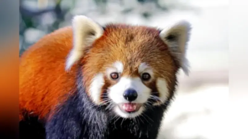 レッサーパンダ繁殖計画で愛知と熊本がメス交換 豊橋市の「リーファ」と熊本市の「杏香」が新天地へ