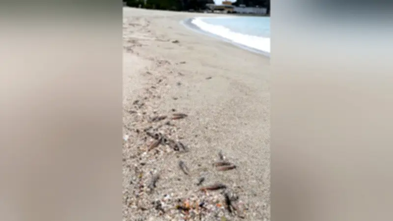 兵庫・竹野海岸で大量のホタルイカ漂着、「身投げ」現象か 産卵で衰弱し打ち上げられた可能性