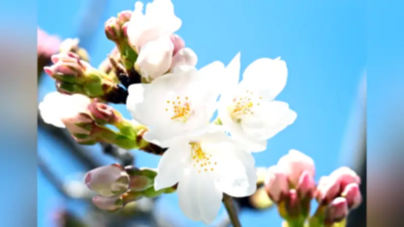 桜前線が列島に到来、甲府・岐阜・高知で史上最速の開花宣言