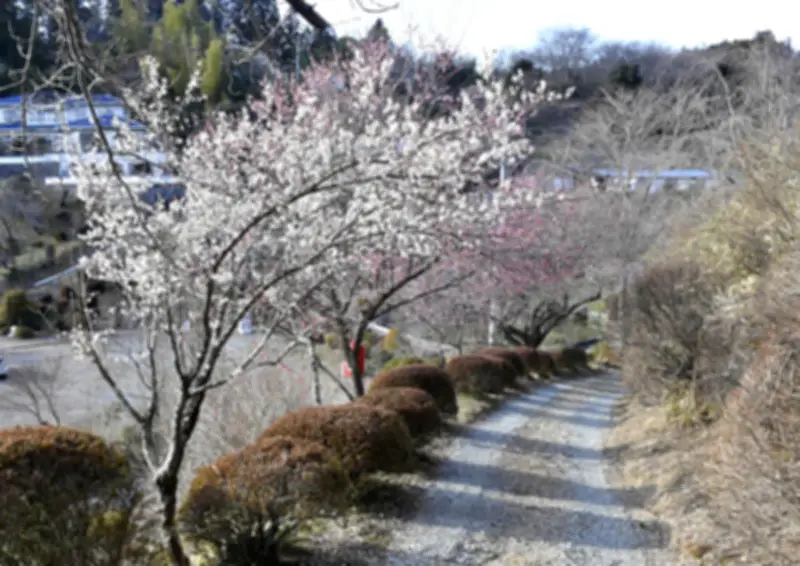 二本松市さつき山公園で春のまつり開幕、多彩な花木と催しで訪れる人々を魅了