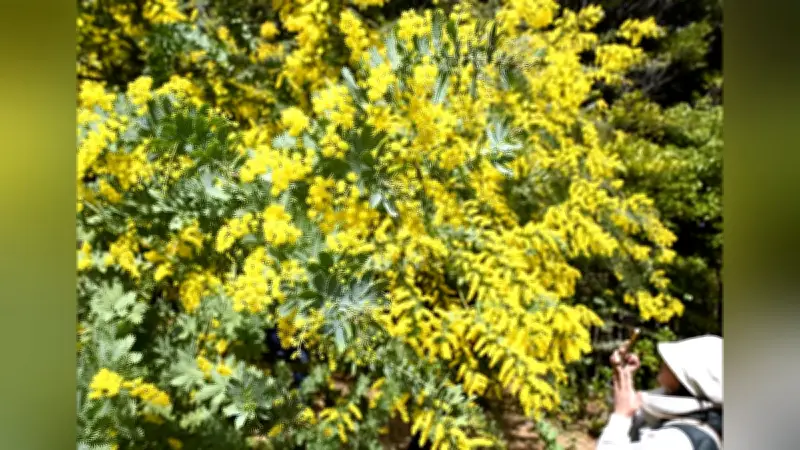 愛知県大府市でミモザが見頃、春の訪れを告げる黄色い花が園内を彩る
