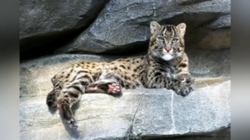 国内唯一のスナドリネコ「パール」が死去 三重・鳥羽水族館、膵臓がんが原因