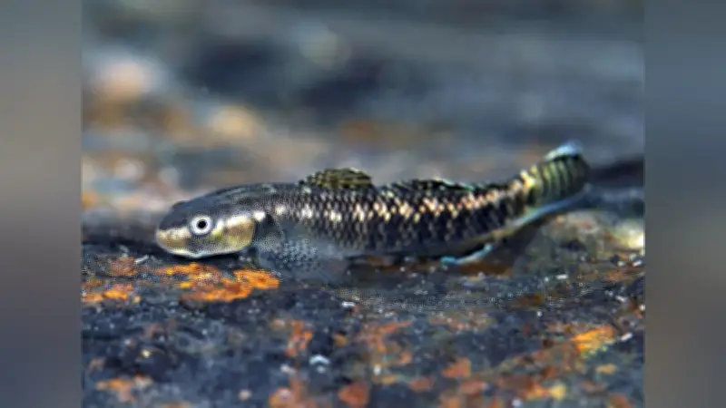 絶滅危惧種ハヤセボウズハゼ、四国で初確認 温暖化影響で分布北限拡大か