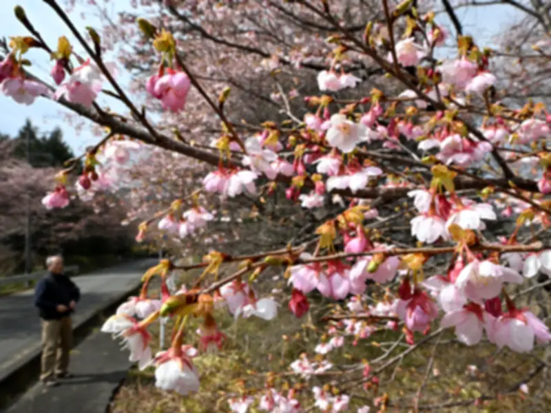 福島県の新たな観光ルート「ふくしま浜街道」が開通、復興のシンボルとして期待
