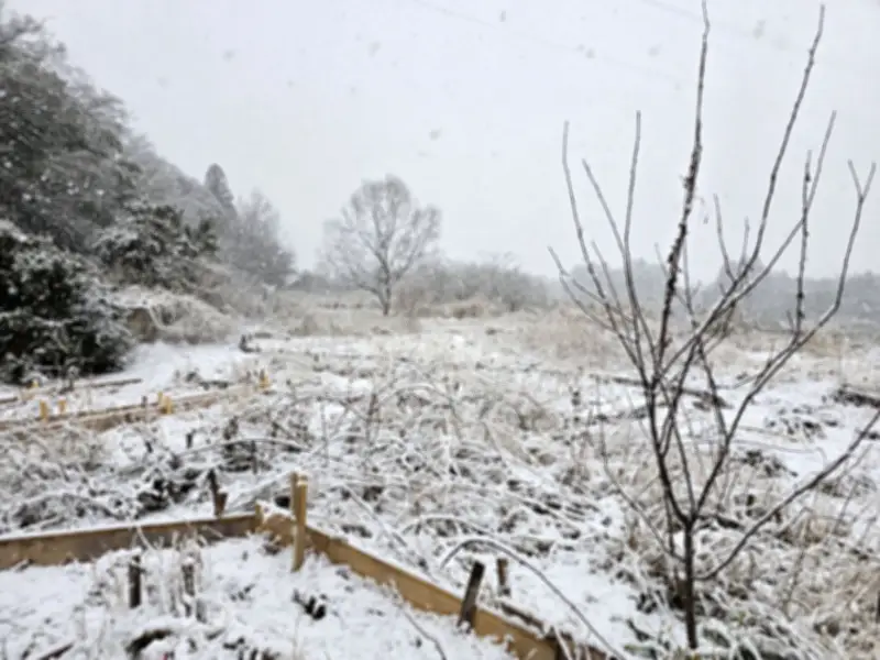 農園の春の訪れ 梅の花とリンゴの木の物語