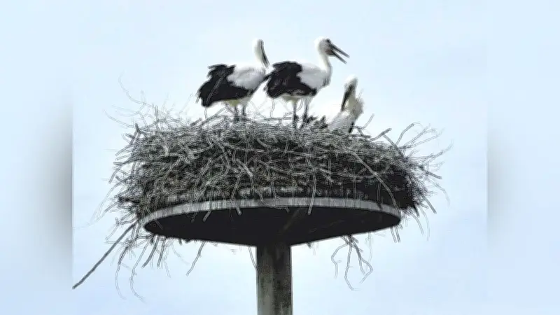 コウノトリの野生復帰が成果、環境省レッドリストのランク引き下げに兵庫県関係者が歓喜