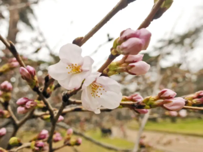大宮公園で桜開花宣言 ソメイヨシノが春の訪れ告げる