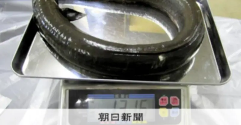 琵琶湖で養殖ウナギの稚魚が大きく成長 近畿大学などが研究成果を発表