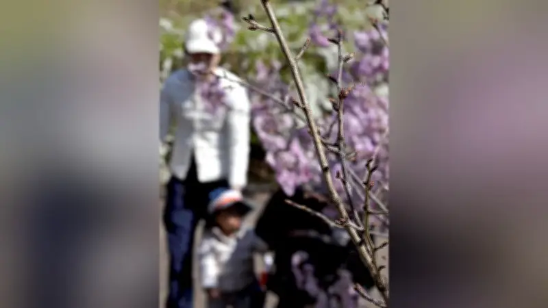 桜守・佐野藤右衛門氏の形見「京姫」が京都府立植物園で開花間近、匠の思い継ぐ