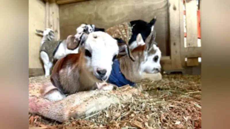 成田ゆめ牧場で双子２組を含む７匹の子ヤギ誕生、愛くるしい姿で来場者を魅了