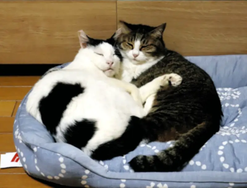 猫好きシニアの新たな選択肢「永年預かり制度」が広がる 埼玉県越谷市の保護猫カフェで高齢者と猫のマッチング