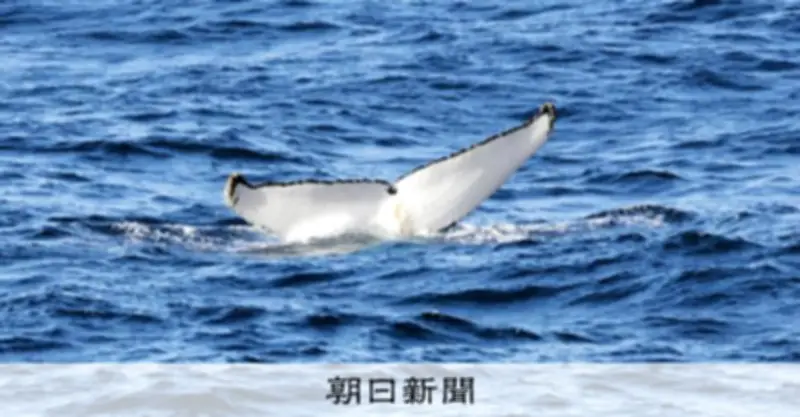 南極のオキアミが温室効果ガス吸収の鍵 クジラの生態系も支える小さな巨人