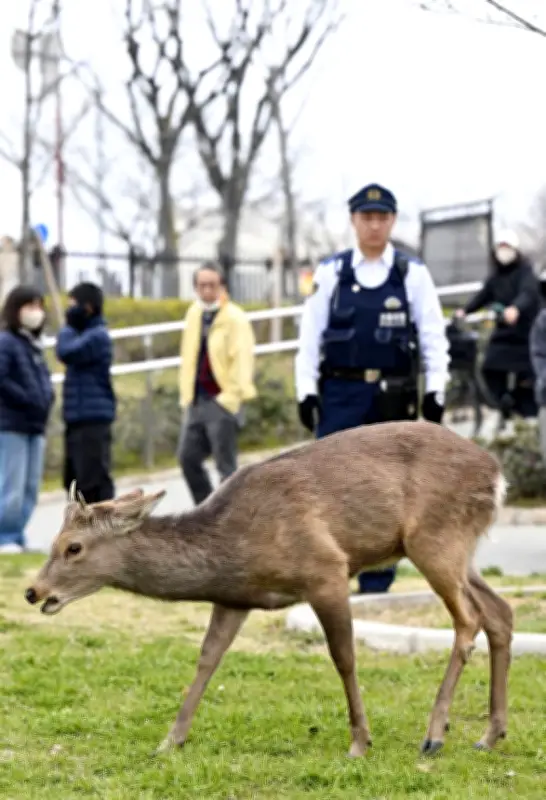 大阪の公園にシカ現る 若い雄が悠々と草食む 奈良からの放浪か