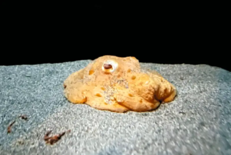 豊島区サンシャイン水族館で「深海のアイドル」メンダコ展示 貴重な生態に迫る