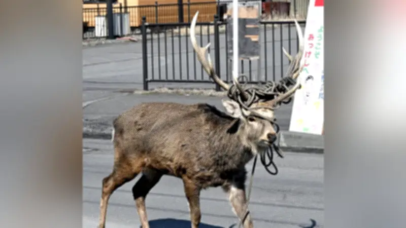 北海道厚岸町で角にロープ絡まるエゾシカ相次ぐ、町が静かな見守り呼びかけ