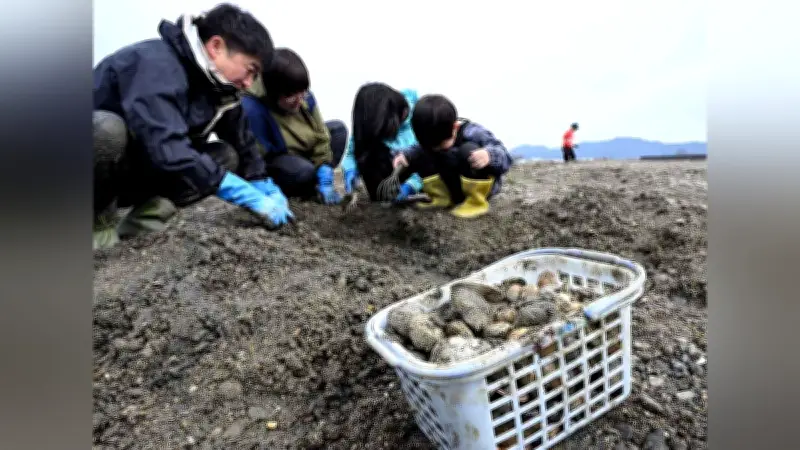 愛知・田原市の海岸で潮干狩りが賑わう 肉厚アサリが魅力の春の風物詩