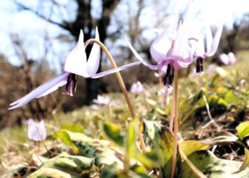 埼玉・狭山でカタクリが見頃 稲荷山公園で「春の妖精」が開花