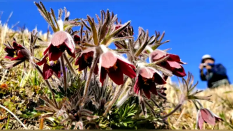 希少植物オキナグサが春を告げる 福岡・佐賀県境の基山で開花、保存会が保護活動