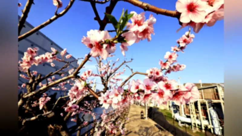 神戸のアーモンド並木が満開 阪神大震災復興のシンボル、春の訪れ告げる