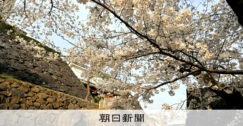 甲府でソメイヨシノ満開宣言、全国最速 舞鶴城公園に花見客が集まる