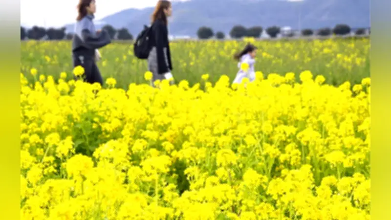笠岡市の菜の花畑が満開、道の駅で「黄色いじゅうたん」が春の訪れを告げる