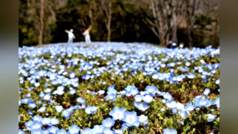 岐阜・可児市でネモフィラ咲き始め、青い花壇が春の訪れを告げる