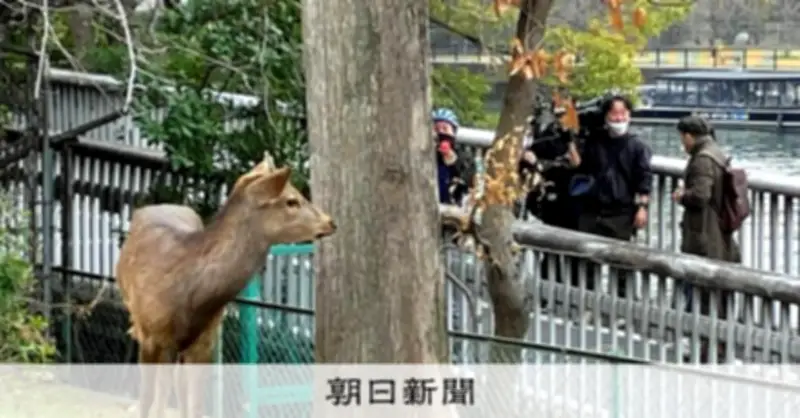奈良から大阪へ迷い出たシカ、知事が「受け入れ拒否」　野生動物扱いで対応求める