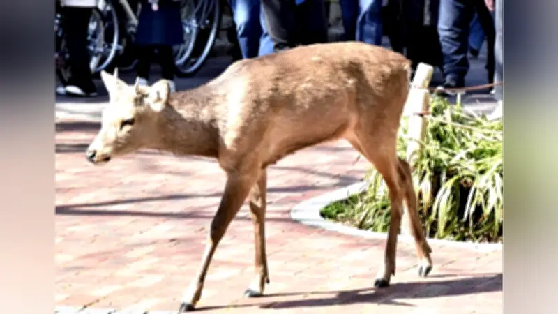 大阪市でシカを捕獲、マンション街に現れた野生動物の対応