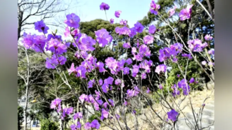 対馬の春を告げる「ゲンカイツツジ」が満開、濃淡のピンク色が山野を彩る