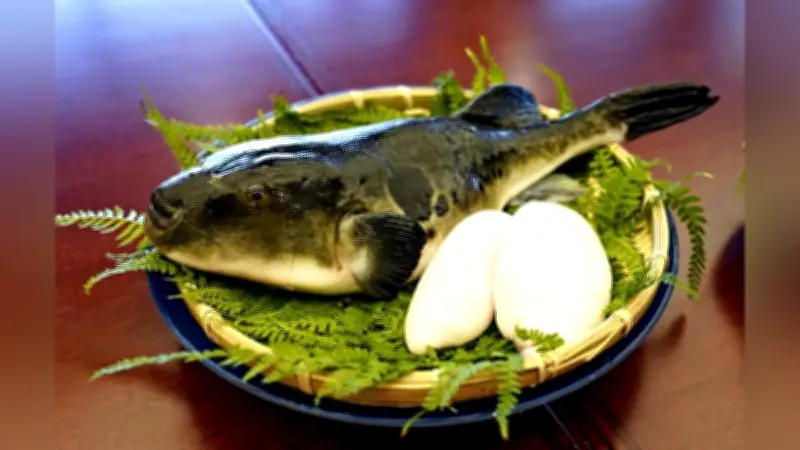 長崎県がトラフグの雄だけを生み出す技術を開発、高級食材「白子」の安定養殖で業界に革新