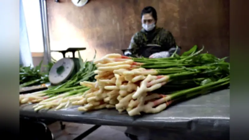 春の訪れを告げる久能葉しょうがの出荷始まる、静岡市で爽やかな香り広がる