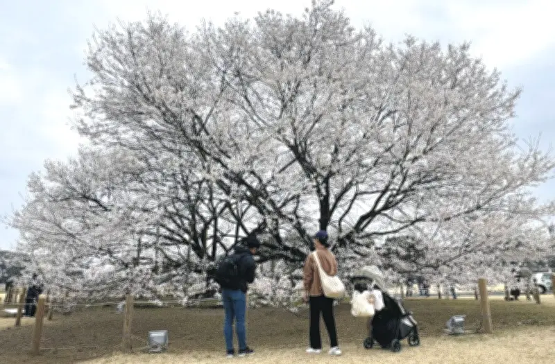 栃木県下野市で淡墨桜が見頃、天平の花まつり前半の主役に