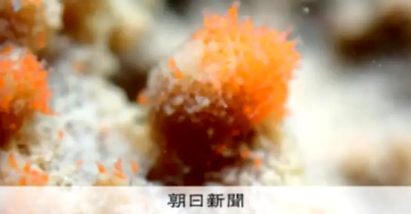 南極のオアシスで「最強生物」探し　ワムシやクマムシの新発見が続々