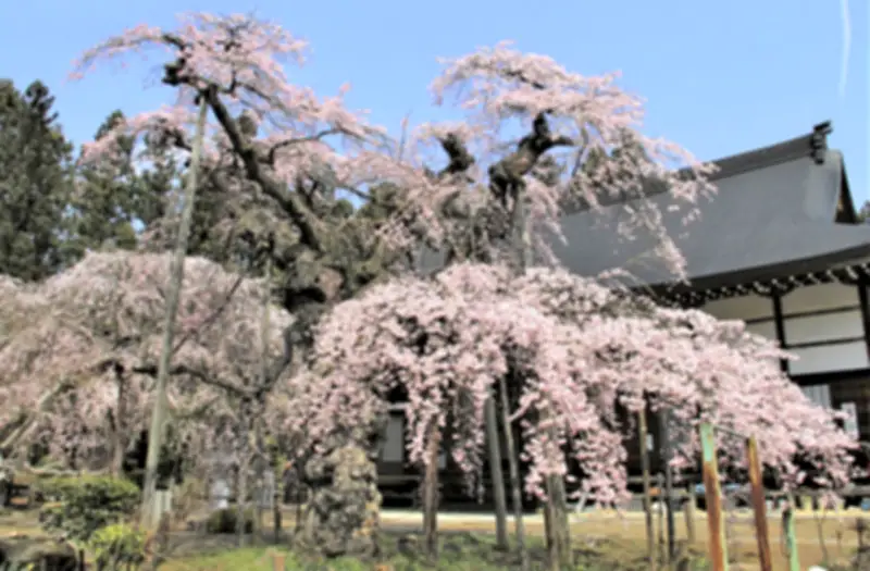 二本松で春のスマホスタンプラリー開催 桜名所巡りで宿泊券など当たる