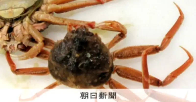 豊洲の老舗仲卸「山治」がカニの不適正表示で農水省から是正指示