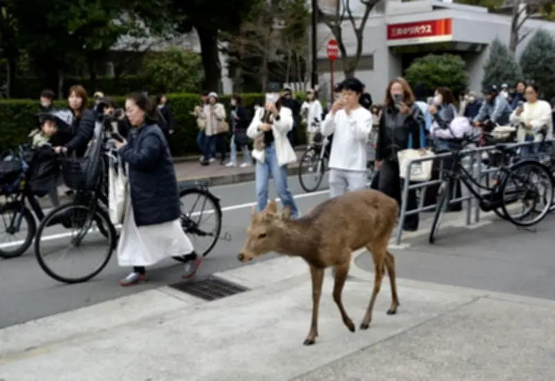 大阪市で捕獲されたシカ、能勢温泉へ移送 飼育実績ある施設で保護