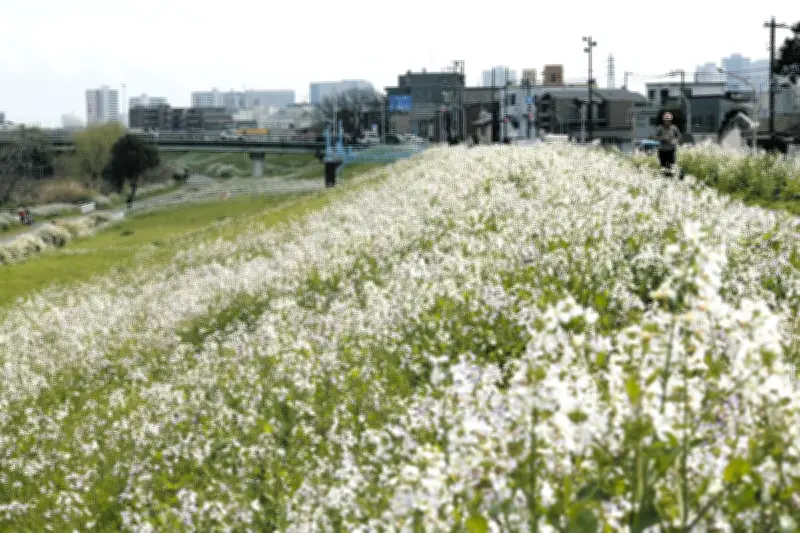 多摩川の河川敷にハマダイコンの白い花が咲き誇る 川崎市中原区で春の風物詩